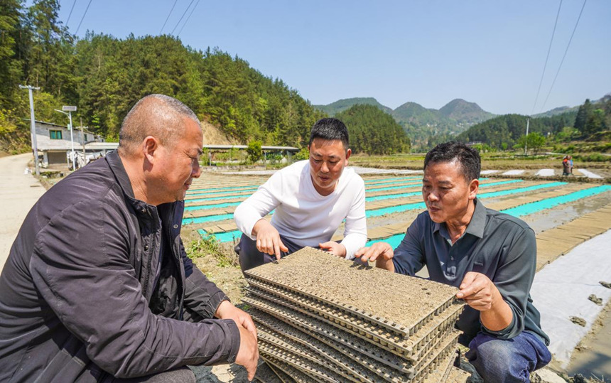 抢抓农时 机械化育秧忙。