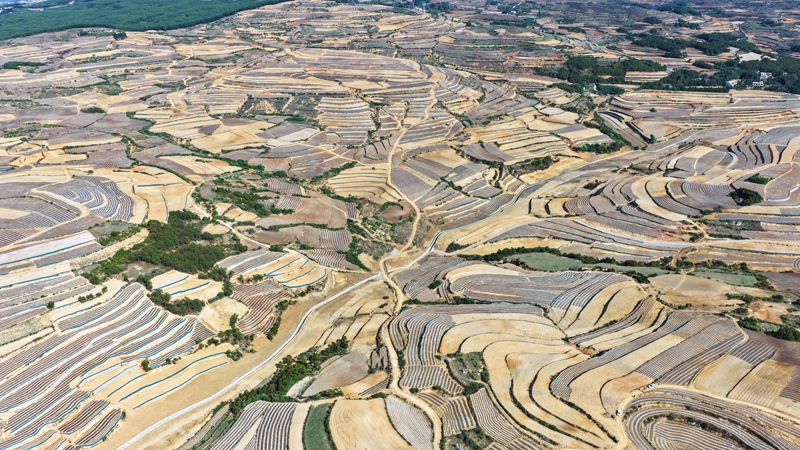 观风海镇果化村高标准农田建设一角。