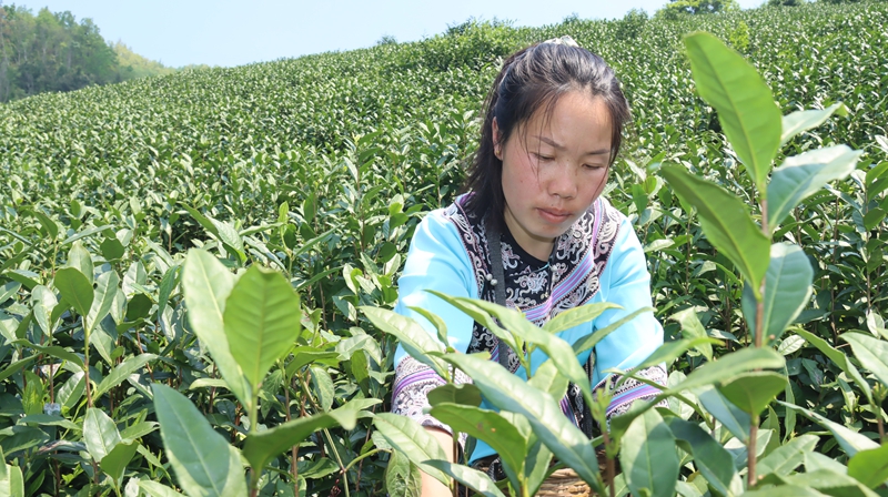 群众山间采茶忙。