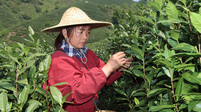群众山间采茶忙。