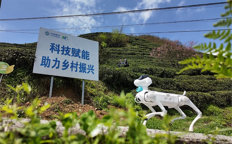 AI 机器狗在都匀螺蛳壳万亩茶园巡山护林。