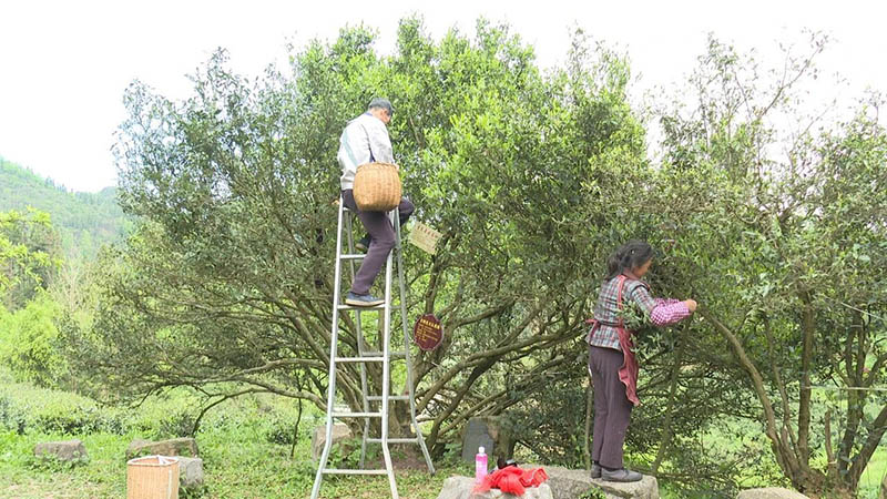 茶农采摘春茶。
