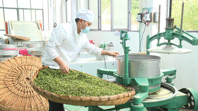茶青。