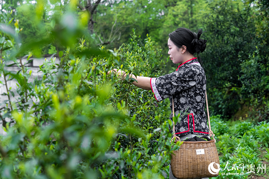 贵州省铜仁市沿河土家族自治县塘坝镇榨子村，采茶姑娘正在采摘春茶。人民网记者 涂敏摄
