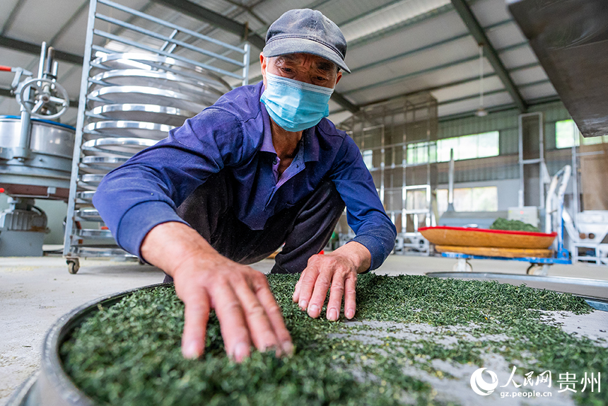 贵州省铜仁市沿河土家族自治县塘坝镇茶叶加工厂内，工人正在加工春茶。人民网记者 涂敏摄