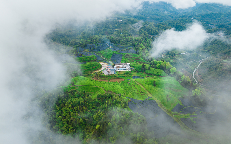 貴州沿河：春雨初歇採茶忙