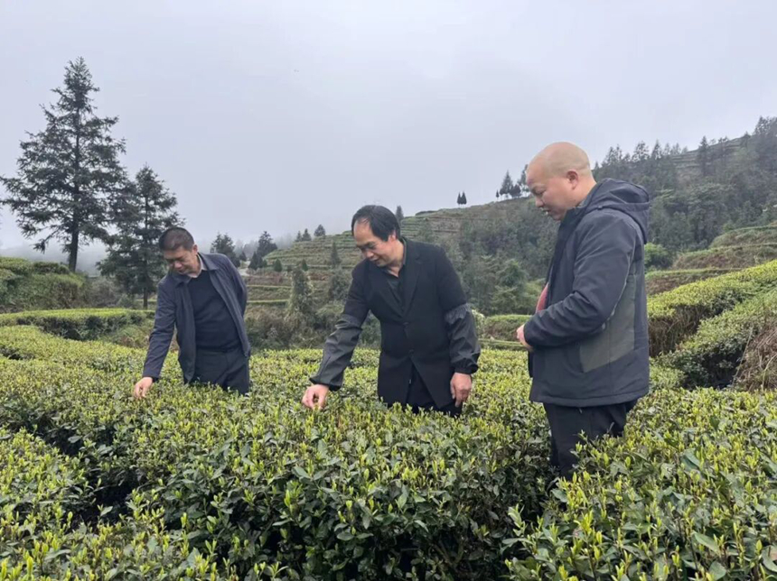 江口县农业农村局农技专家正手把手指导茶农开展茶叶遮阴作业。