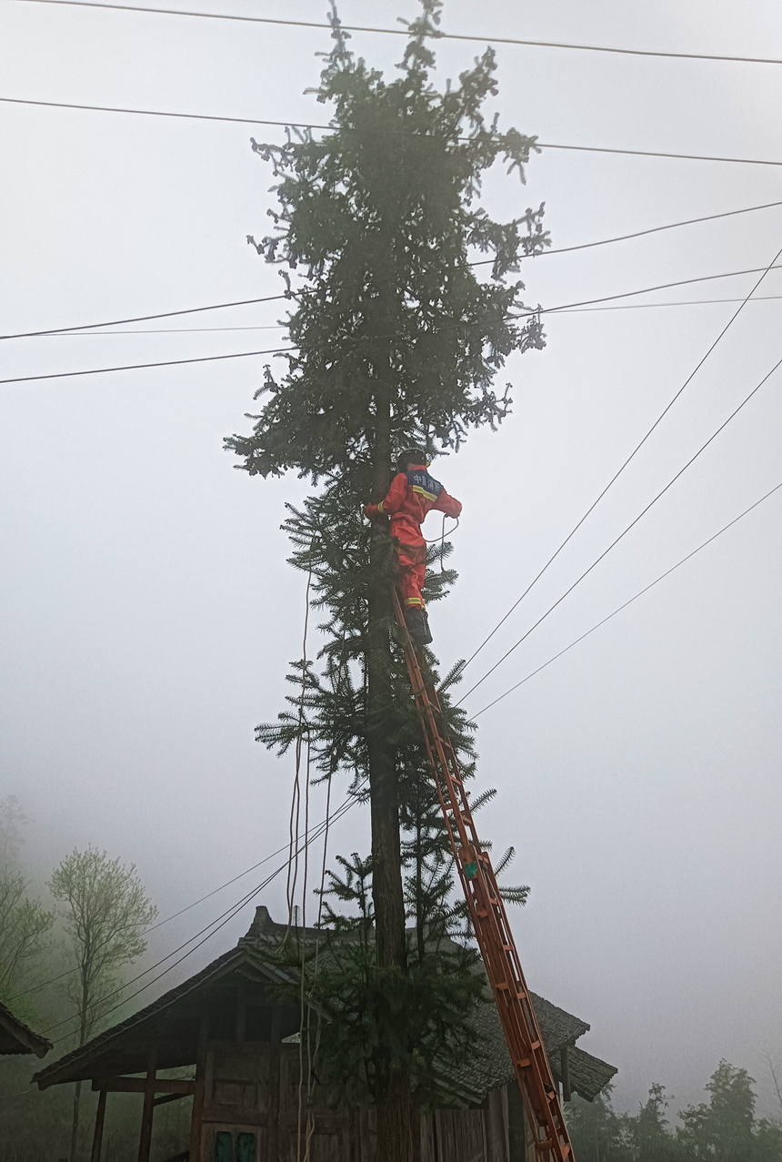 施秉县牛大场镇专职队员对石桥村一棵枯死多年的老树进行处置。