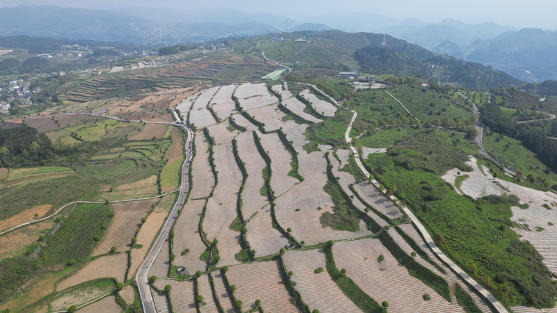 烤烟基地（杨亚旭 摄）.JPG