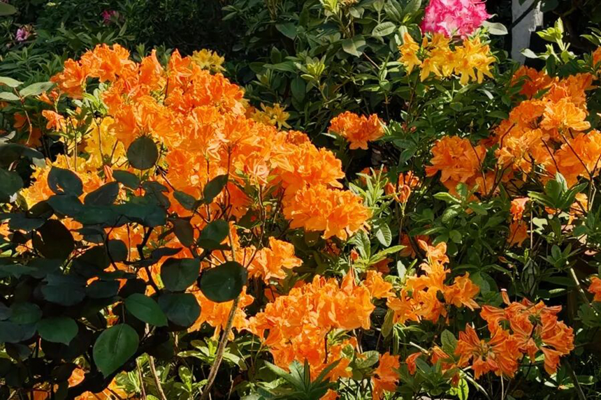 园内杜鹃花次第绽放。吴成艳摄