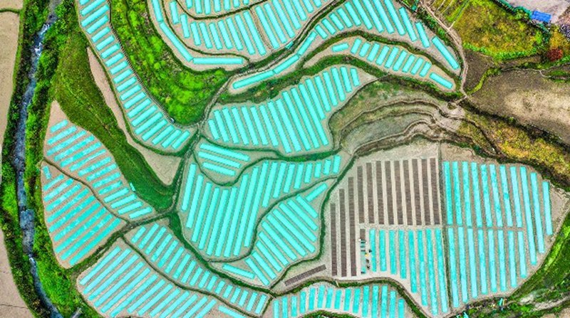 水稻育秧基地.jpg