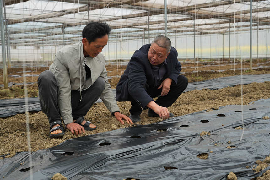 在种植大棚里农机专家正在为工人提供技术指导。