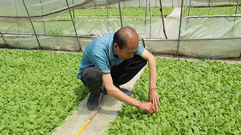技术员查看苗情（苏畅莉  摄）.jpg