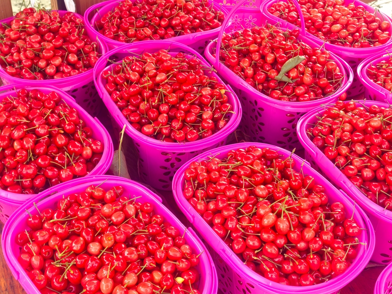 采摘下来的樱桃。