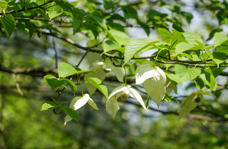 2026年4月13日，贵州省毕节市纳雍县珙桐省级自然保护区，盛开的珙桐花。杨英摄