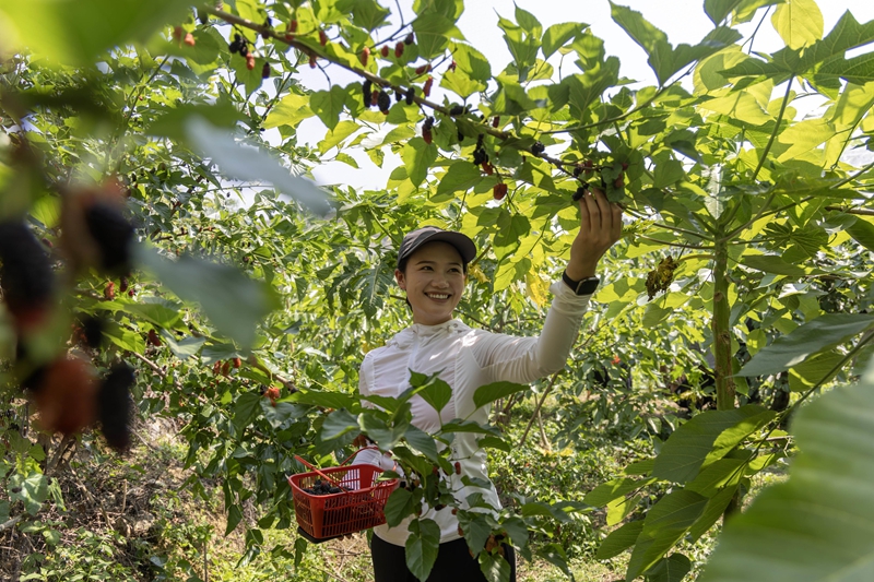 4月13日，游客在贵州省黔南布依族苗族自治州罗甸县龙坪镇云盘村的桑葚种植基地里体验桑葚采摘。