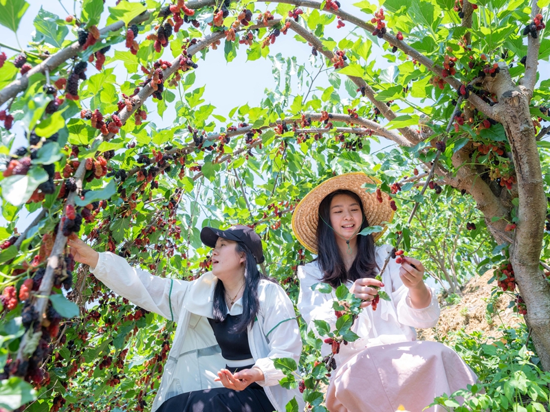 4月13日，游客在罗甸县龙坪镇云盘村的桑葚种植基地里体验桑葚采摘。
