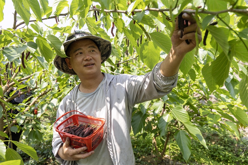 4月13日，果农在贵州省黔南布依族苗族自治州罗甸县龙坪镇云盘村的桑葚种植基地采摘桑葚。