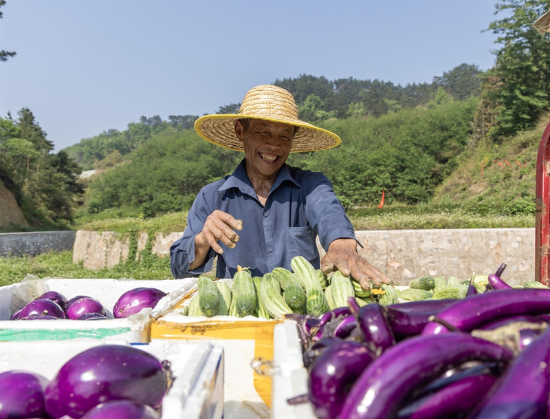 4月13日，菜农在贵州省黔南布依族苗族自治州罗甸县龙坪镇六一村蔬菜种植基地装运蔬菜。