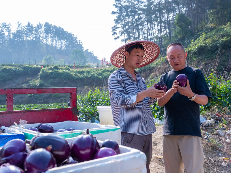 4月13日，菜农在罗甸县龙坪镇六一村蔬菜种植基地采收茄子。