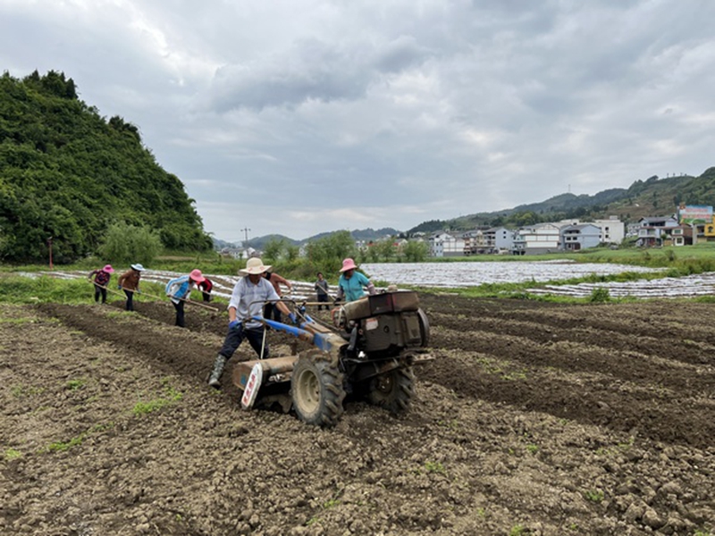 村民们正在种植水果玉米。彭光杰摄.jpg