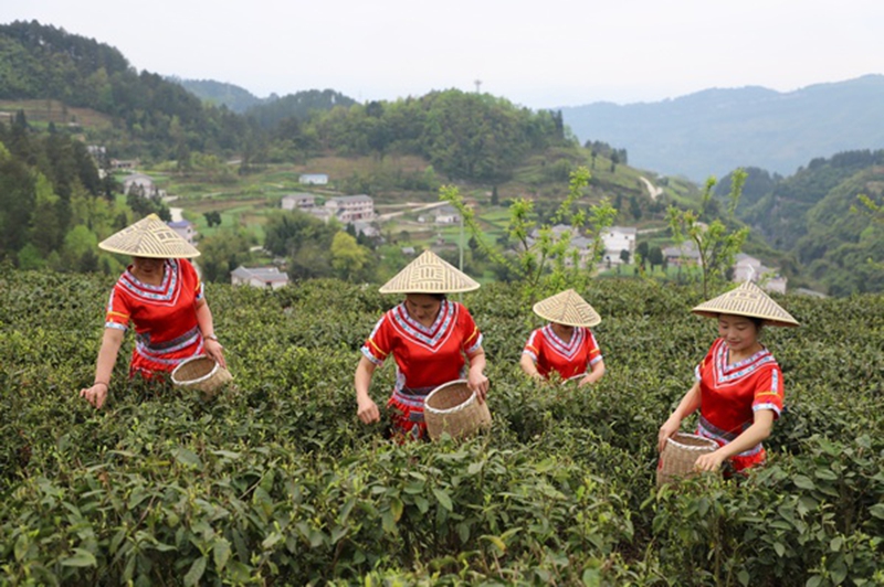 桐梓官仓仙人山下茶飘香，家家户户采摘忙。张维摄.jpg
