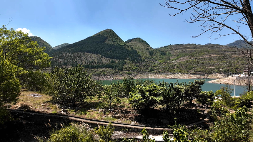 图为樱桃种植基地。