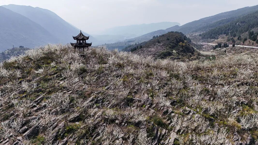 朗溪镇万亩石漠化治理示范区鲜花竞相开放。