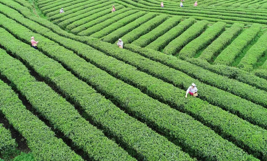 铜仁生态茶园。