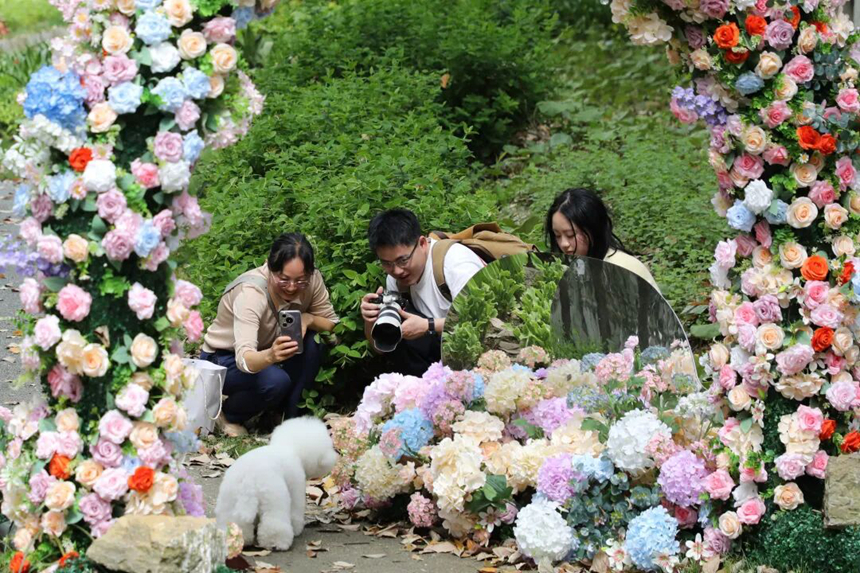 市民在沐光林境拍摄写真。
