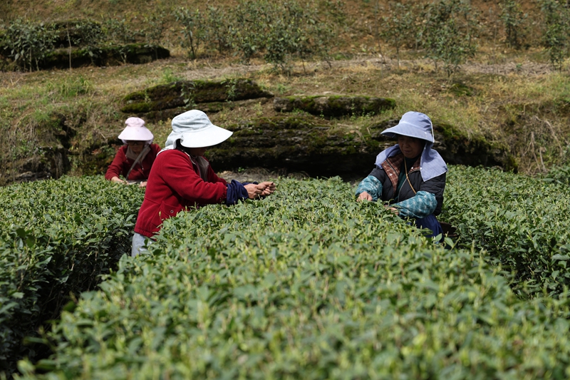 2 图为大寨村茶农正抢抓晴好天气采摘春茶。 娄云霄 摄.JPG