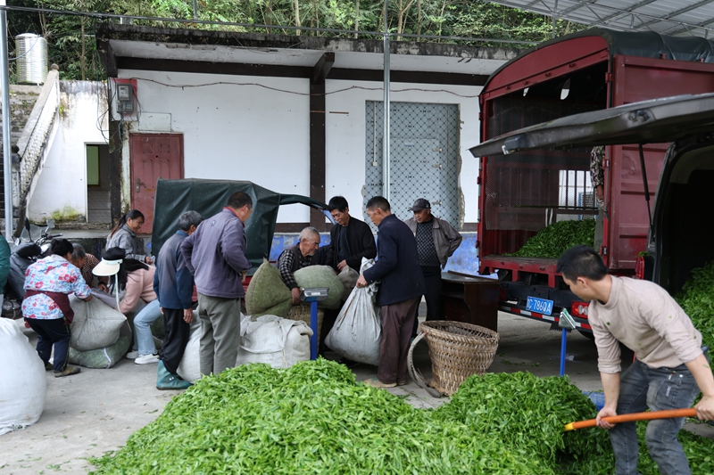 3 图为茶青交易市场内一片繁忙。 娄云霄 摄.JPG