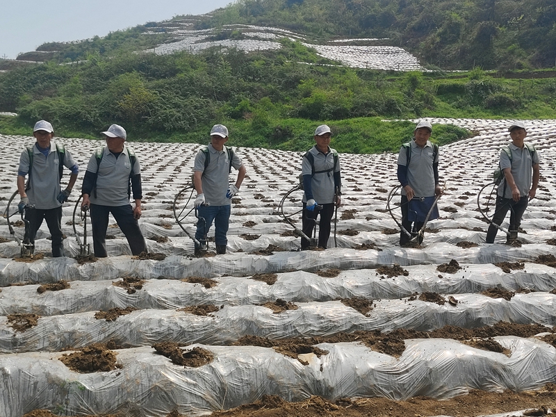 烤烟移栽技术示范2.jpg