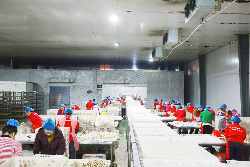 员工正在给鹿茸菇去根、分拣。