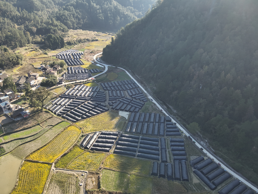 施秉县马号镇老县村羊肚菌基地一角。