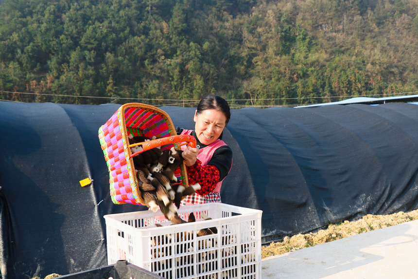 施秉县马号镇老县村群众在羊肚菌基地务工。