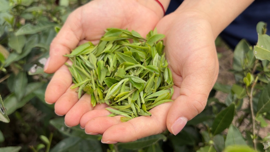 施秉县甘溪乡毛尖细茶。