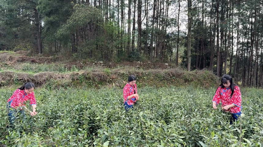 施秉县甘溪乡村民在采茶。