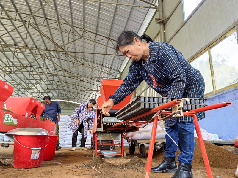 贵州松桃：村民育稻谷秧忙