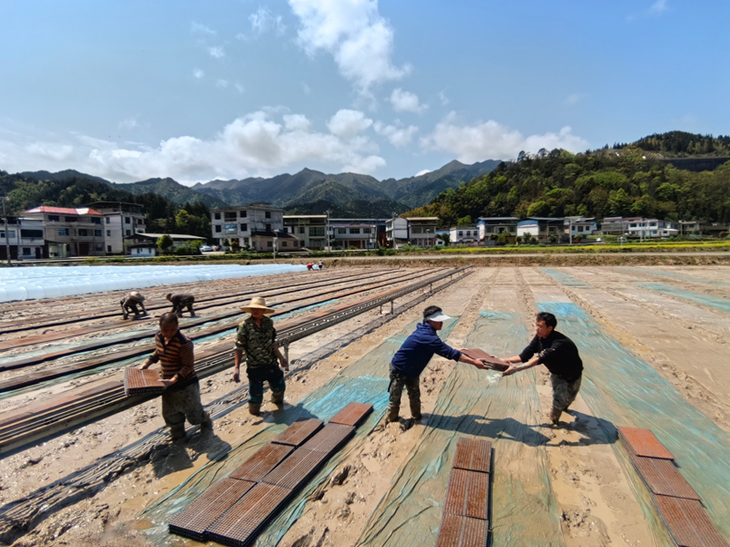 贵州松桃：村民育稻谷秧忙
