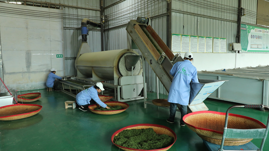 在石阡县夷州贡茶有限责任公司，十余名工人分工明确，正各自忙着摊晾、杀青、揉捻等制茶工序。