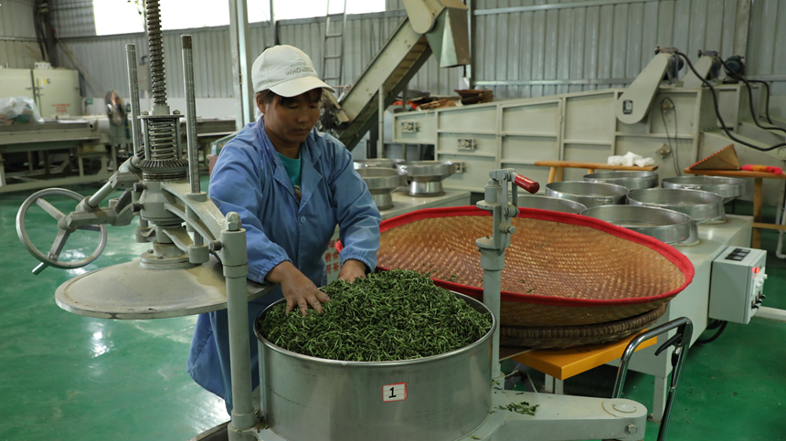 在石阡县夷州贡茶有限责任公司，十余名工人分工明确，正各自忙着摊晾、杀青、揉捻等制茶工序。