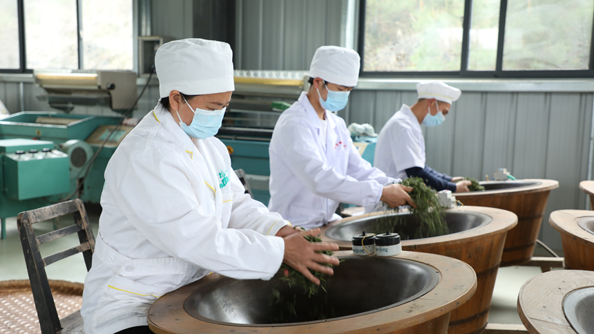 以茶为笔绘振兴 联农带农成效显