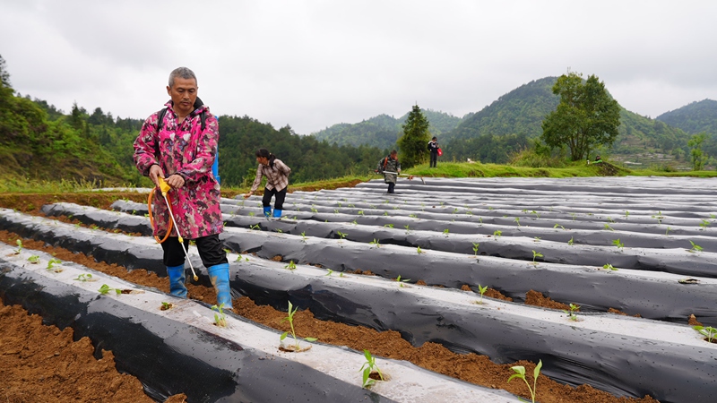 村民们进行移栽辣椒