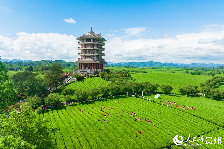 航拍贵州省遵义市湄潭县永兴镇万亩茶海景区。人民网记者 涂敏摄