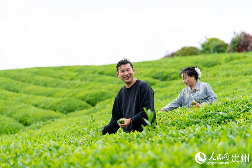 游客在湄潭县万亩茶海景区内体验采茶。人民网记者 涂敏摄