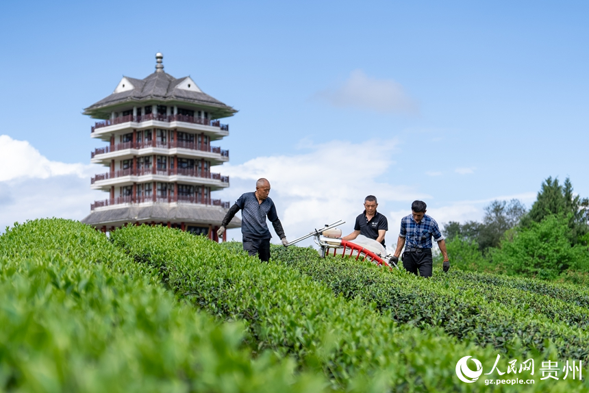 万亩茶海景区内，茶农在采收春茶。人民网记者 涂敏摄