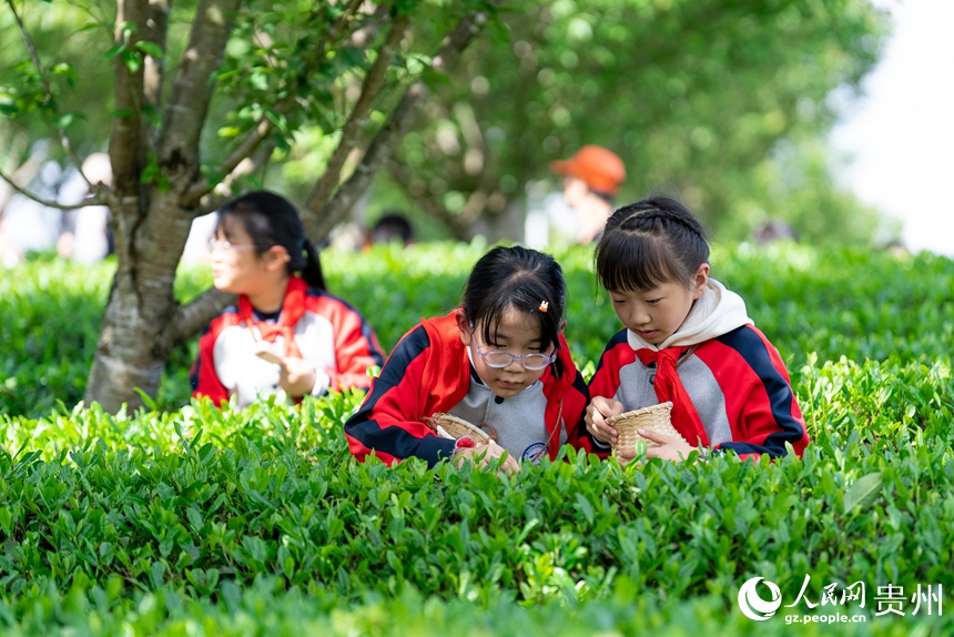 参加研学活动的学生在湄潭县万亩茶海景区内体验采茶。人民网记者 涂敏摄