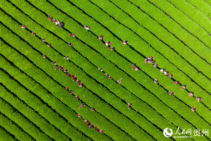 参加研学活动的学生在湄潭县万亩茶海景区内体验采茶。人民网记者 涂敏摄