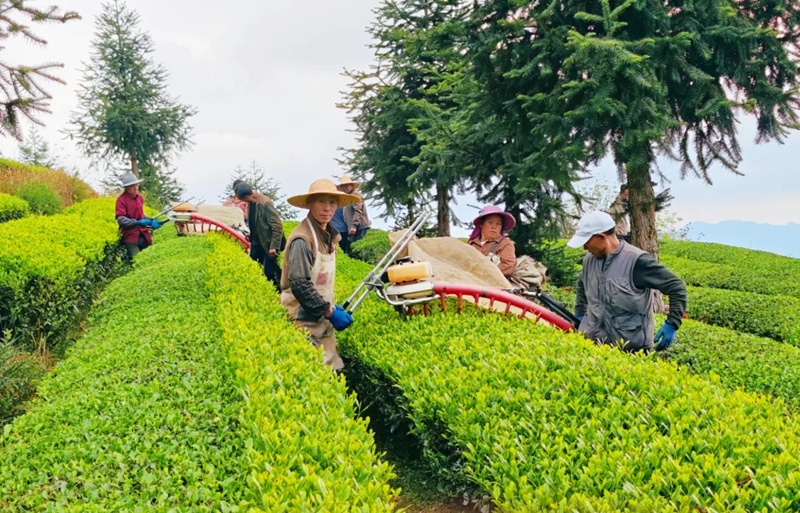 春茶开采。